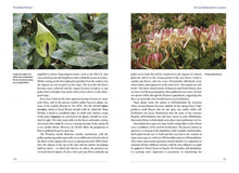 Load image into Gallery viewer, Woodland Flowers by Keith Kirby