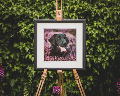 'Black Lab in Heather II' - Gundog Photographic Print by Rachel Foster