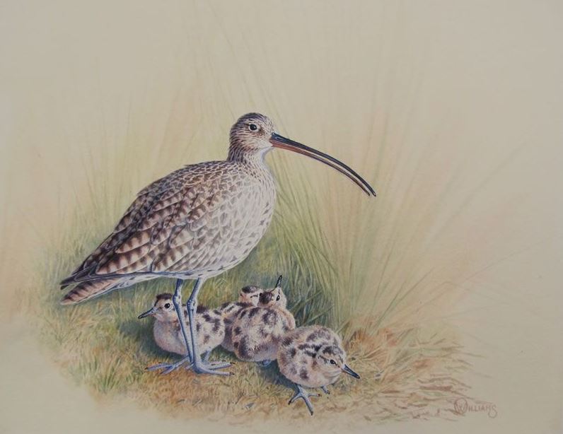 'Curlew' - Print by Owen Williams