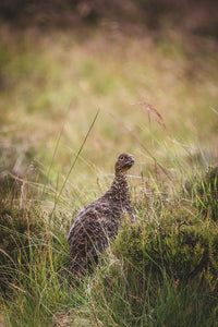 Glorious Grouse - Photographic Print by Rachel Foster