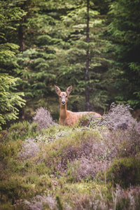 Roe Doe - Photographic Print by Rachel Foster