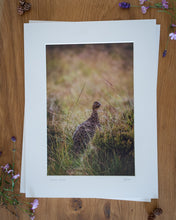 Load image into Gallery viewer, Glorious Grouse - Photographic Print by Rachel Foster