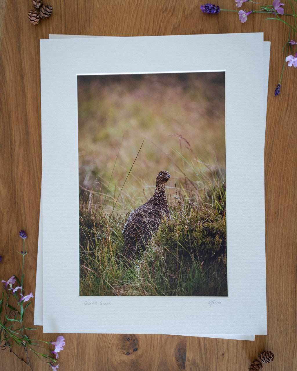 Glorious Grouse - Photographic Print by Rachel Foster