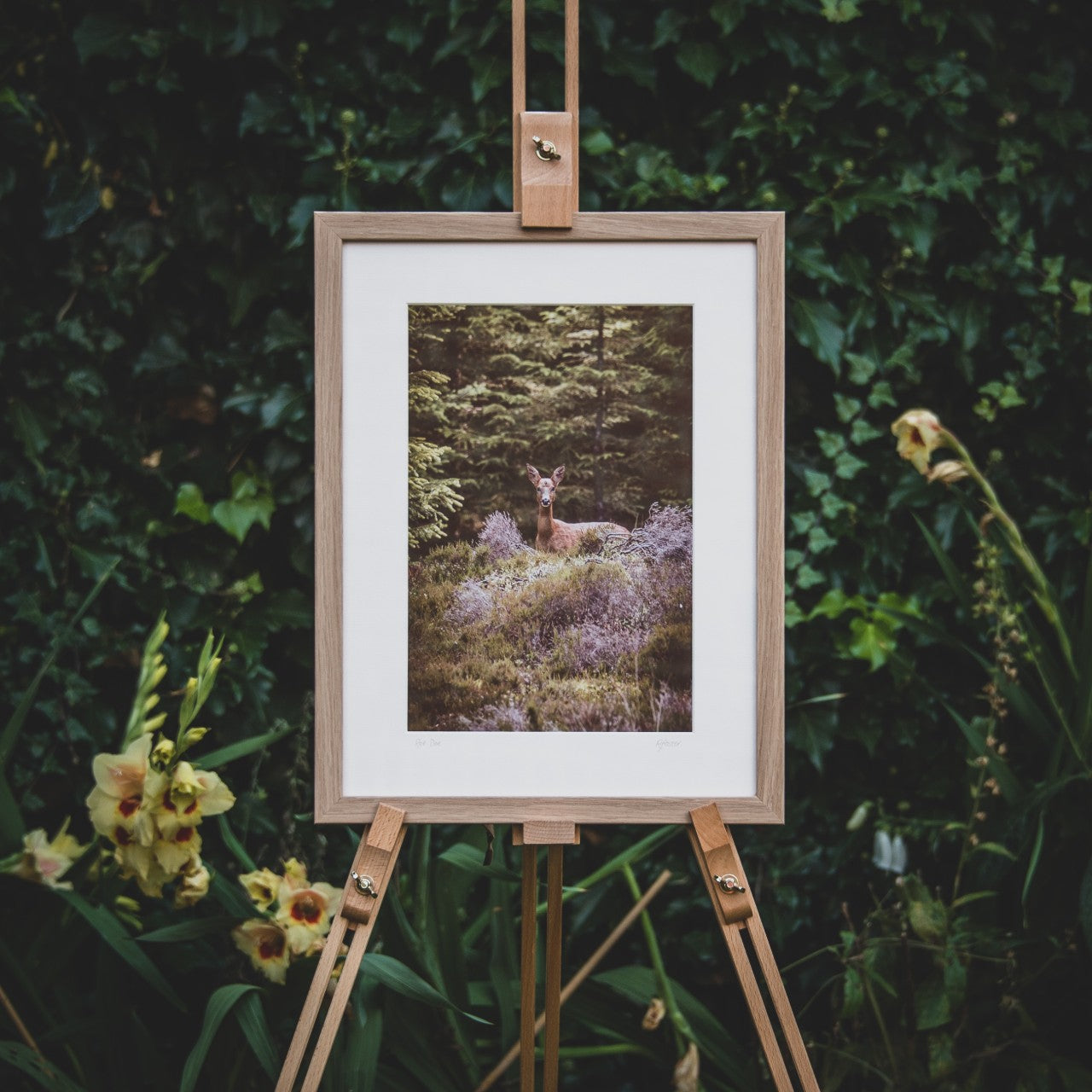 Roe Doe - Photographic Print by Rachel Foster