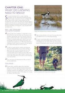 Saving Our Lapwing