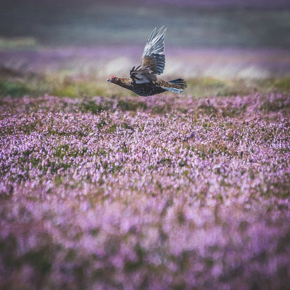 'Above the Heather' - Grouse Photographic Print by Rachel Foster