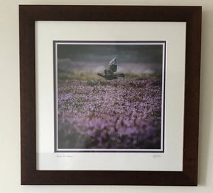 'Above the Heather' - Grouse Photographic Print by Rachel Foster