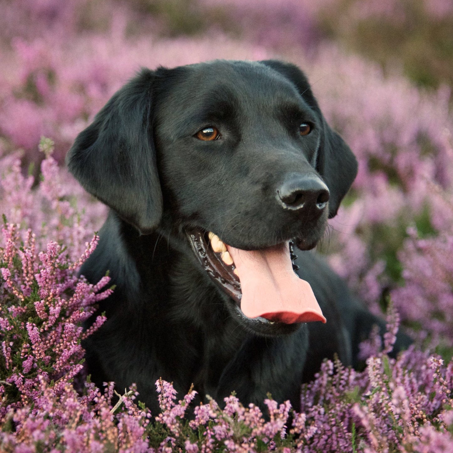 'Black Lab in Heather II' - Gundog Photographic Print by Rachel Foster