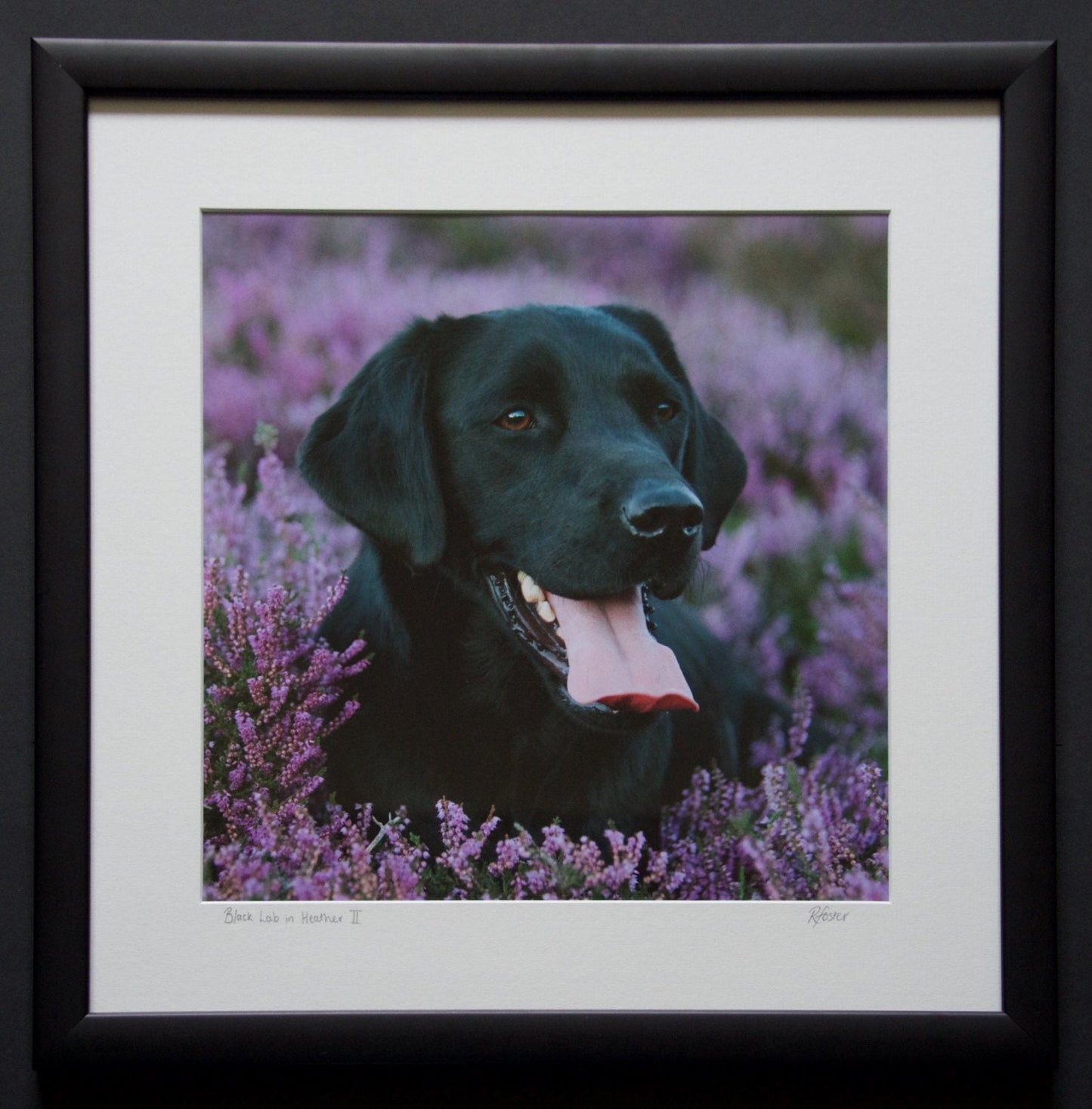 'Black Lab in Heather II' - Gundog Photographic Print by Rachel Foster