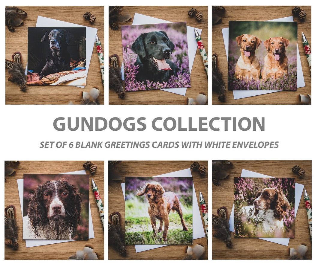 Gundogs Greetings Cards Set by Rachel Foster