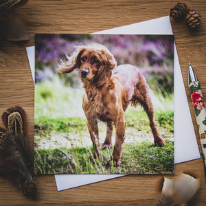 Gundogs Greetings Cards Set by Rachel Foster