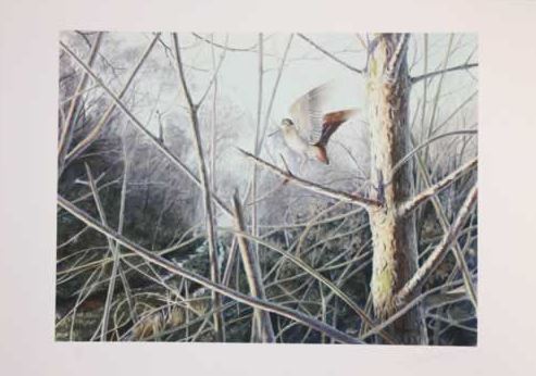 'Flushed Woodcock' - Limited Edition Signed Print by Owen Williams