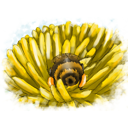 Phoebe the Bee