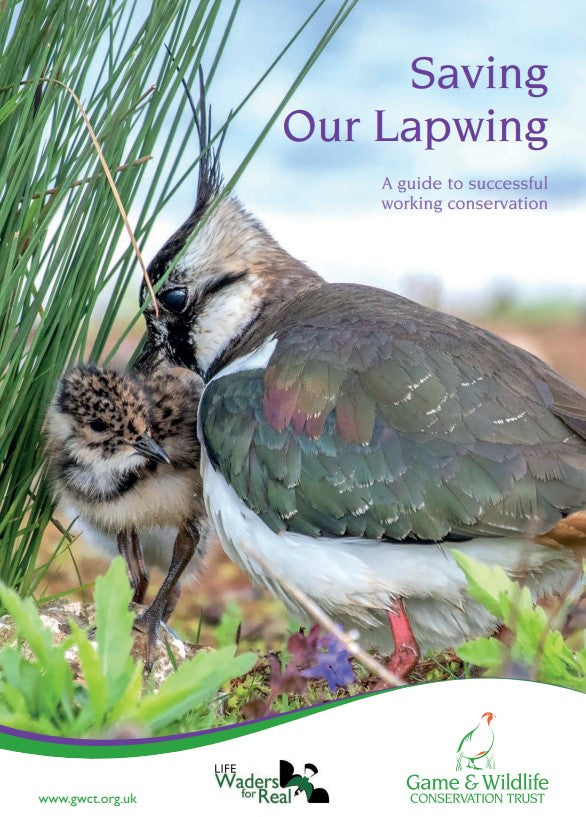 Saving Our Lapwing