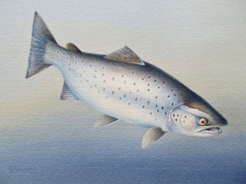 'Sea Trout' - Print by Owen Williams